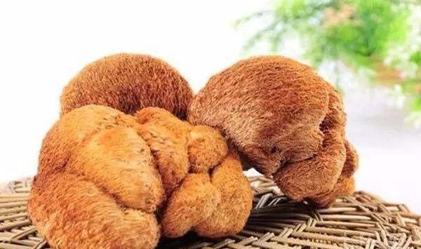 猴头菌生长发育对环境的要求