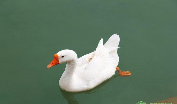 浅析蛋鸭养殖细节及疫病防治