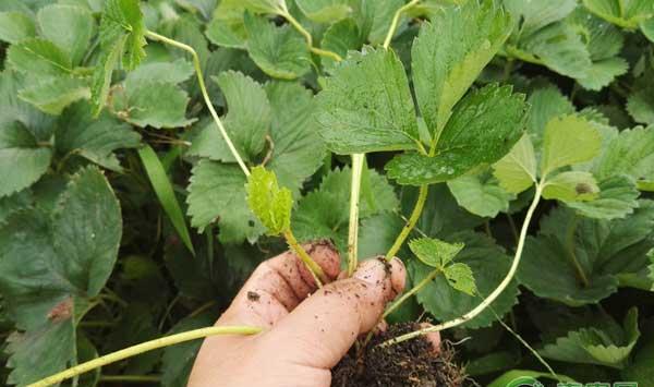 怎么挑选草莓种苗？手把手教你挑选优质草莓种苗