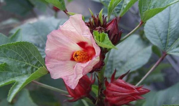 洛神花怎么种？