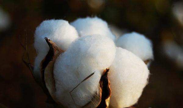 大田移栽棉花高产栽培技术！