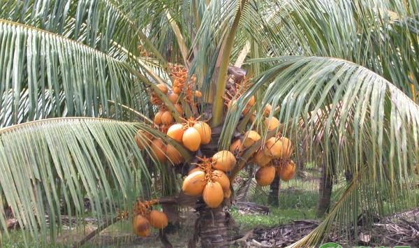 红椰子繁殖方法及栽培管理技术