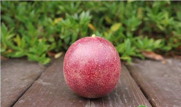 和平县地区百香果矮棚架密植栽培技术