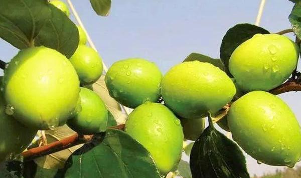 大青枣怎么栽培能高产？