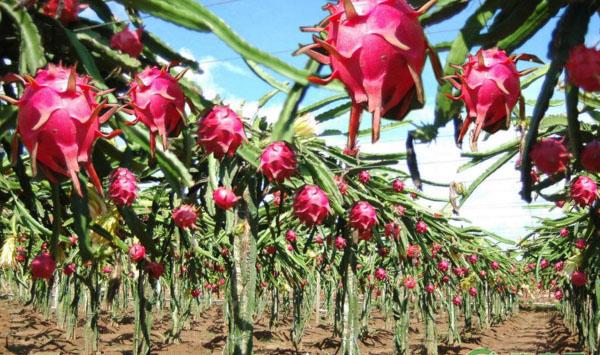 火龙果花期疏花疏果常见问题（附问题解答）