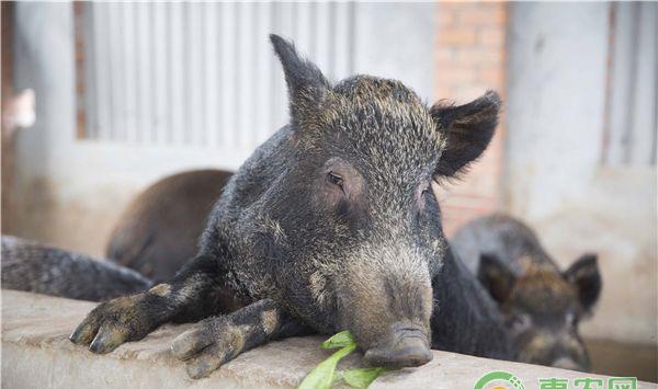 养猪最简单的饲料配方