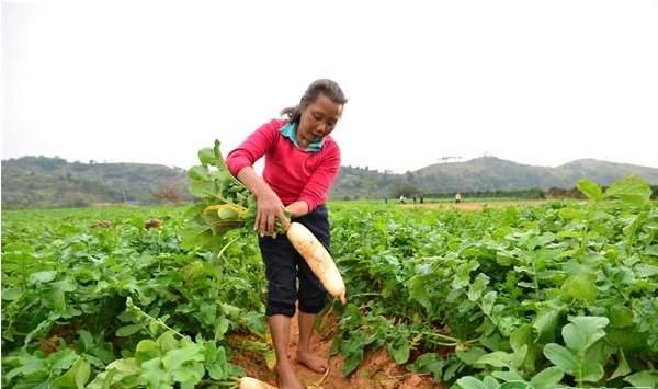 浅析白萝卜的开发价值及其栽培技术研究