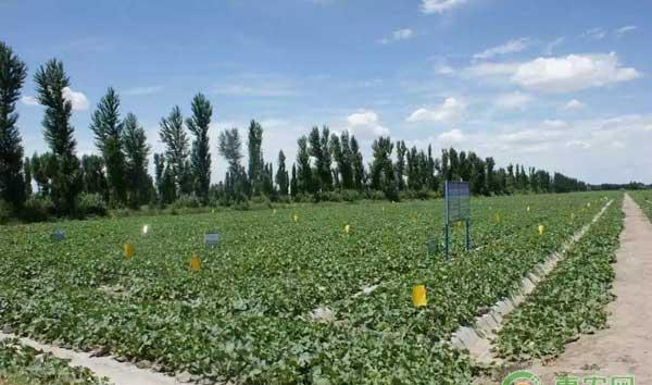 瓜州特产“宝丰蜜”蜜瓜无公害栽培技术