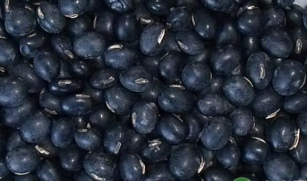 南方地区黑大豆优质高产栽培技术要点