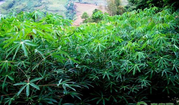木薯细菌性枯萎病有什么症状？怎么防治木薯枯萎病？