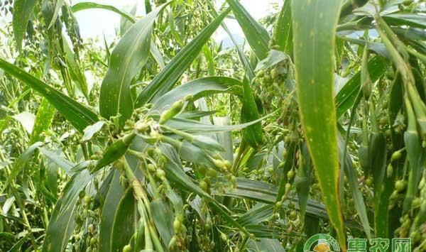 薏米怎么种植？薏米种植技术及价格行情分析