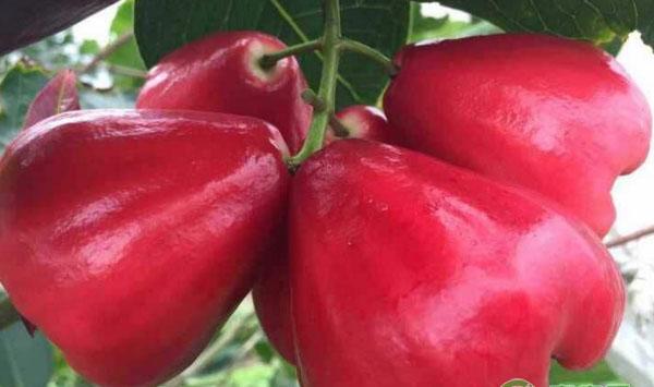 基金项目：黑金钢莲雾丰产栽培管理技术