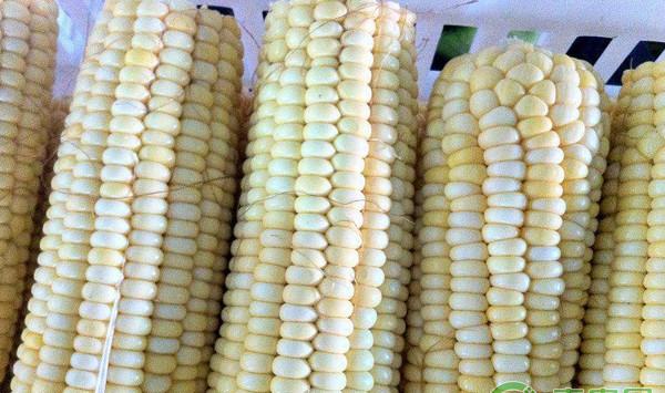 浅析2018春播玉米优简化种植技术（二）