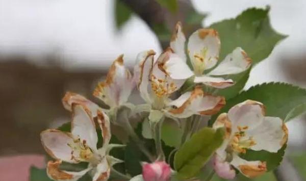 果树花芽冻害了怎么破？