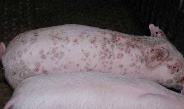 猪圆环病毒的临床表现分析及防治措施