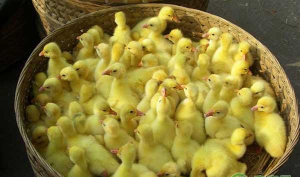 商品鹅怎么饲养管理？商品鹅的管理技术要点 