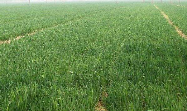 小麦抽穗扬花期怎么管理？小麦的病虫害防治措施