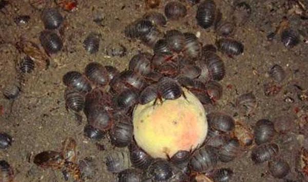 简述土元天然饲料投喂事项及人工合成饲料配制方法