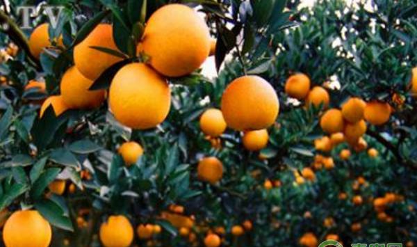 四月份柑橘管理要点（附病虫害防治）