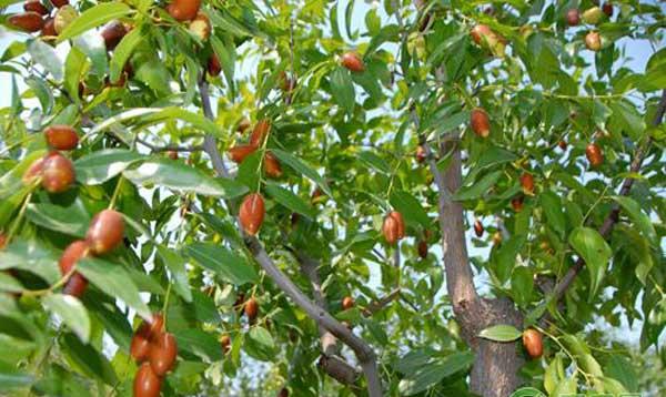 冬枣花期怎么管理？冬枣花期管理要点