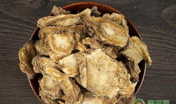 中药材独活怎么种？独活高效种植技术