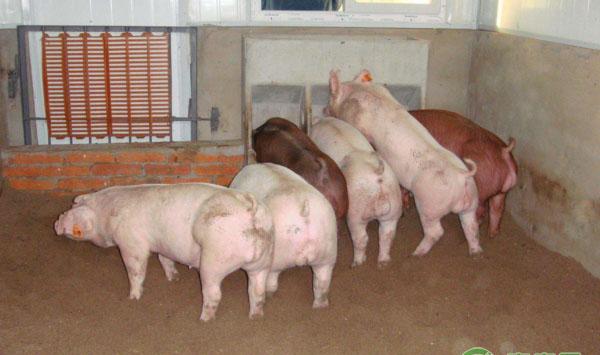 养猪用醋能治疾病？治疗消化不良、腹泻、白痢等疾病