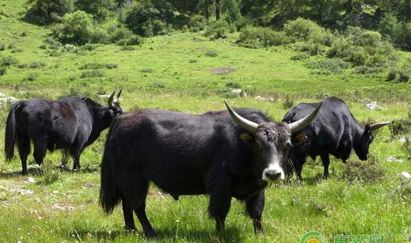 牛腐蹄病怎么治？用什么药？