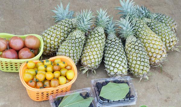 基金项目：巴厘菠萝组织培养技术