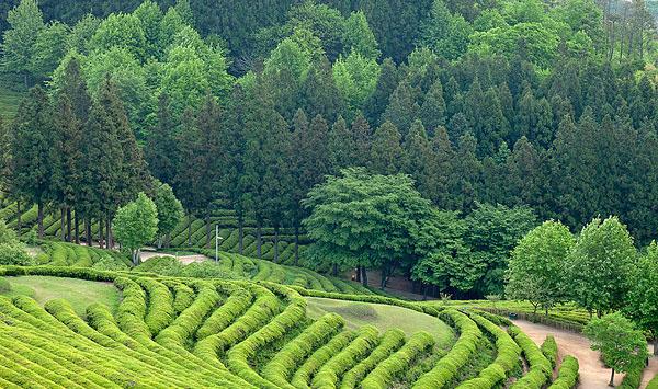 茶树怎么施肥？茶树的种植施肥管理技术详解