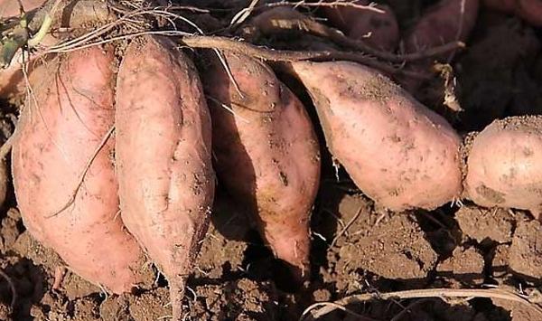 甘薯最高单产种植技巧