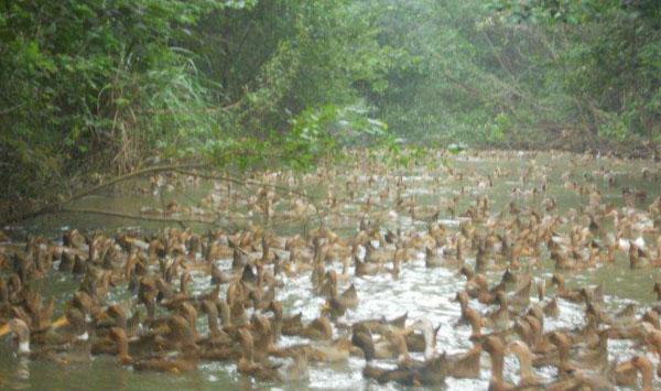 简述养鸭过程中的人工授精增效方法