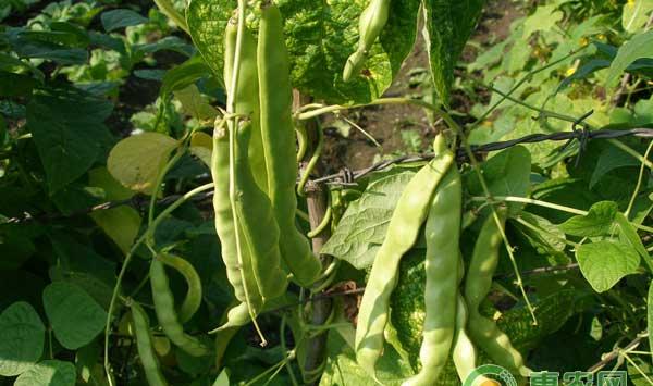 四月份适合种植哪些蔬菜？四月农事管理一览表