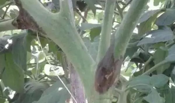 番茄种植中的问题，你来问，我来答
