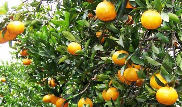 柑橘生长元素不足或过多的表现症状(附全年施肥管理表)