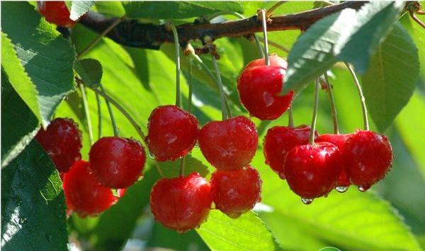 日光温室甜樱桃优质高产栽培技术