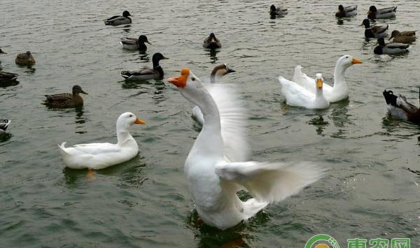 养鹅专业户常用的饲料配方