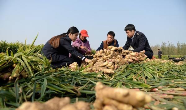 生姜越夏怎么栽培？生姜的越夏管理及病虫害防治技术