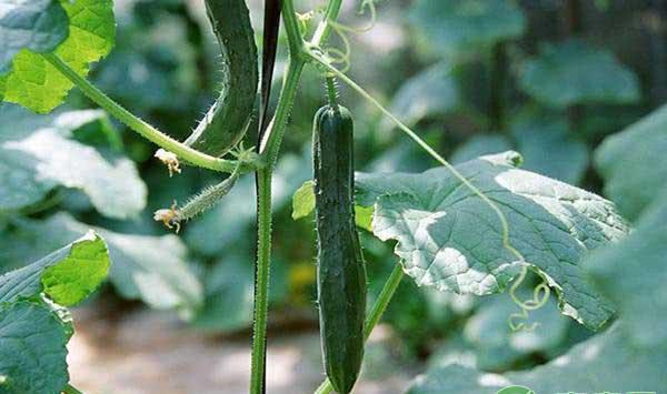 黄瓜炭疽病的发生规律及防治要点