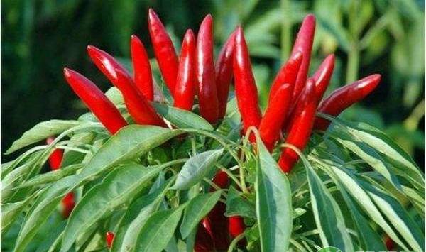 阳台如何种植辣椒？辣椒高产量种植小秘诀