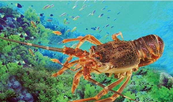 龙虾科学养殖方法
