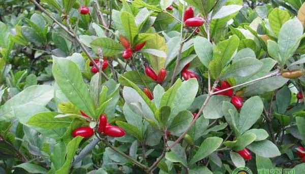600元一斤的神秘果怎么种？神秘果种植技术