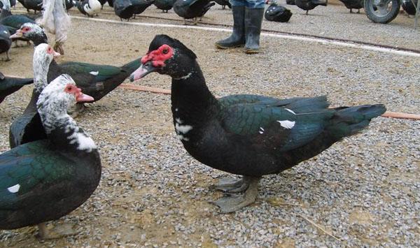 火鸭养殖前景分析及饲养管理讲解