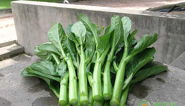 油菜薹新品种嘉友菜心1号种植技术