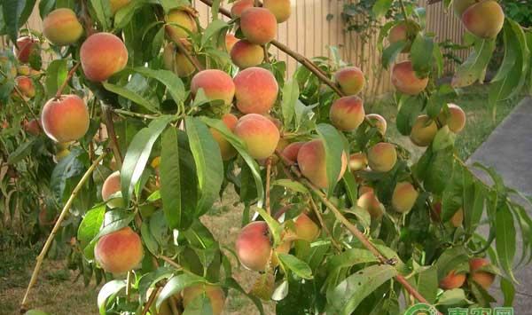 高产量高效益的桃树主干型密植栽培技术
