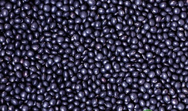 南方地区黑大豆优质高产栽培技术要点