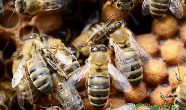 新手养蜂防止中蜂分蜂热的方法