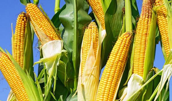 玉米种植想要增产需要注意那些环节？