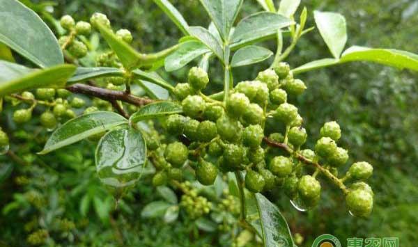 九叶青花椒怎么种？九叶青花椒种植技术