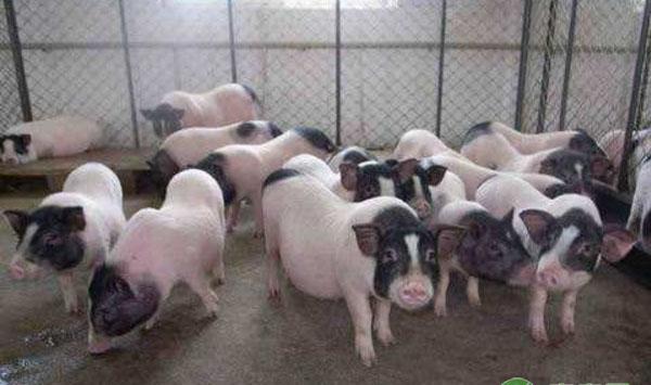 养猪用醋治疗消化不良、腹泻、白痢等疾病