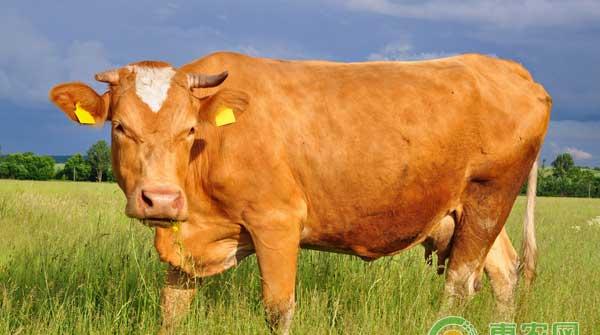 牛得了牛瓣胃阻塞怎么办？中西医结合治疗效果好